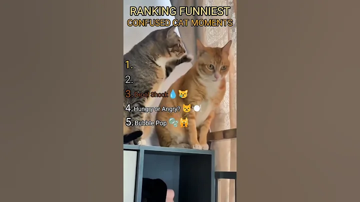 Video 11884831: cat kitten cute funnycats, cat kitten cute funny, funniest cats