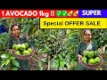  avocado harvesting and sale  wayanadan touch garden avocado  butter fruit vennappazham