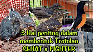 RAWAT TROTOL DARI 0 SAMPAI PASTOL‼️ MURAI BATU BERKUALITAS