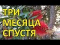 032 Три месяца в Австралии