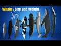 Exploring Whale Species: Types, Sizes, and Lengths of the Giants of the Ocean