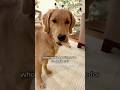 Pet ready to give a pedicure … or rather a peticure. #burkewaynethegolden #dogsofyoutube #fypシ #pets