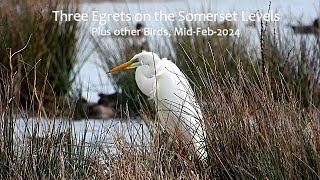 Three Egrets on the Somerset Levels. Plus other Birds, Mid-Feb-2024