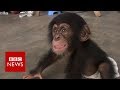 New video by BBC News on YouTube