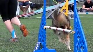 DogFriends Czech AGILITY Qualification 2015 SLOW MOTION MOVIE by DogSports.cz