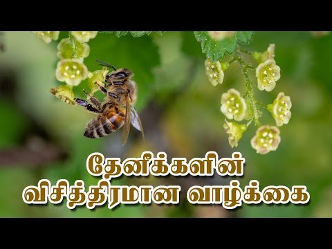 &rsquo;அந்த&rsquo; உறவுக்காக தன்னையே மாய்த்துக்கொள்ளும் தேனீக்கள் | SPS MEDIA