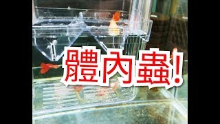 輕鬆養孔雀魚 (日常水族) 治療體內蟲?