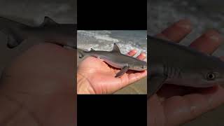 Tiny Baby Shark in My Hand 🦈 | Real Ocean Moment #BabyShark #RealShark #OceanLife #SeaAnimals