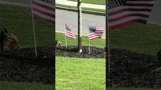 God Bless America and protect our great USA