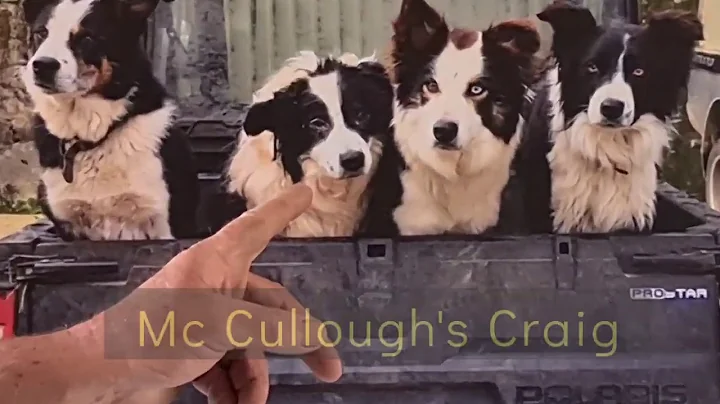 Frankie McCullough. Irish sheepman and dogman