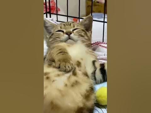 Когда утром звенит будильник - YouTube