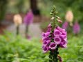 Our Spring Garden Display at Floradale Nurseries in Port Elizabeth