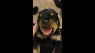 Rottie puppy crying like a human baby