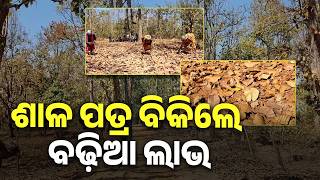 ବଢ଼ୁଛି ଶାଳ ପତ୍ରର ଚାହିଦା, ଭଲ ଦୁଇ ପଇସା ରୋଜଗାର କରୁଛନ୍ତି ଆଦିବାସୀ ମହିଳାମାନେ || Knews Odisha