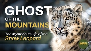 Discover the Elusive Snow Leopard