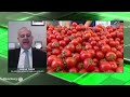 Tarım Analiz - Salçalık Domateste Fiyat Uyarısı | 4 Ağustos 2026