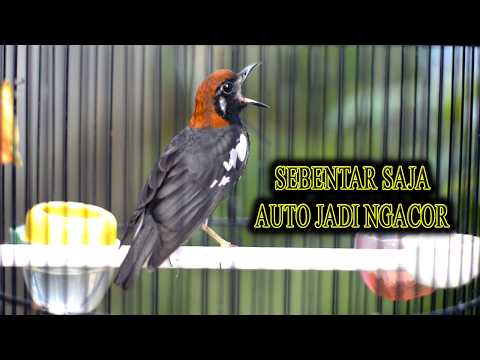 UNTUK PANCINGAN ANIS KEMBANG CEPAT GACOR  #aniskembang