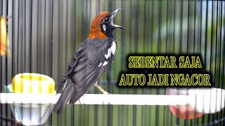 UNTUK PANCINGAN ANIS KEMBANG CEPAT GACOR  #aniskembang