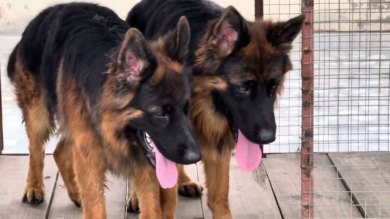 long coat German shepherd kennel. gsdindian kennel. Harsh gurjar 