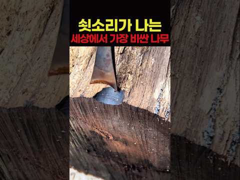 쇳소리가 나는 세상에서 가장 비싼 나무 thumbnail