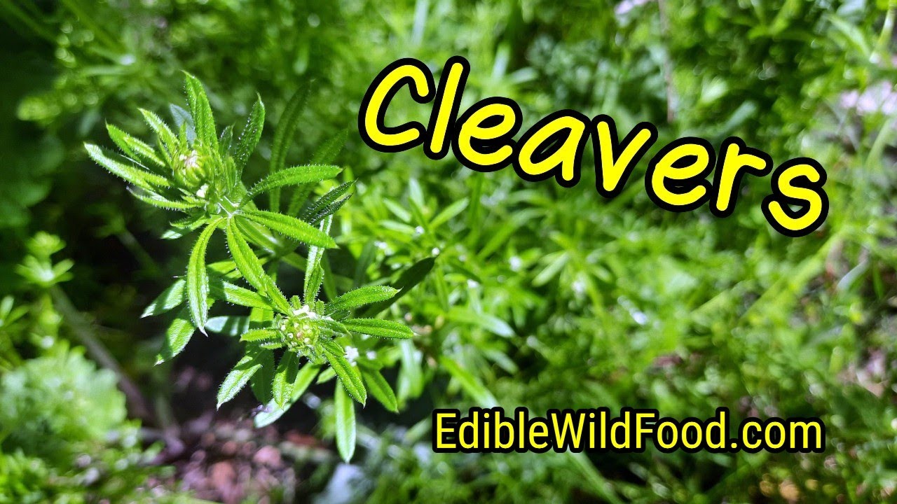 Cleavers Identification: Edible and Medicinal Cleavers