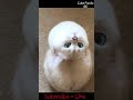 Cute Pussycat | Cat Video | Smart Cat #shorts