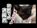 【保護子猫】「未経験の子猫洗い。見よう見まねの挑戦！」家族20日目