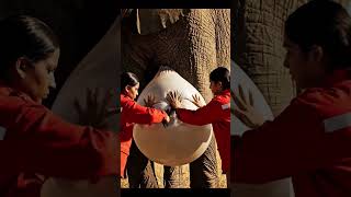 Timely Save! Odds: Human Heroism Secures Final Animal Healing #animalhealing #wildlife #shorts #yt