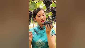 Grapes harvesting #fruits #nature #shortsviral