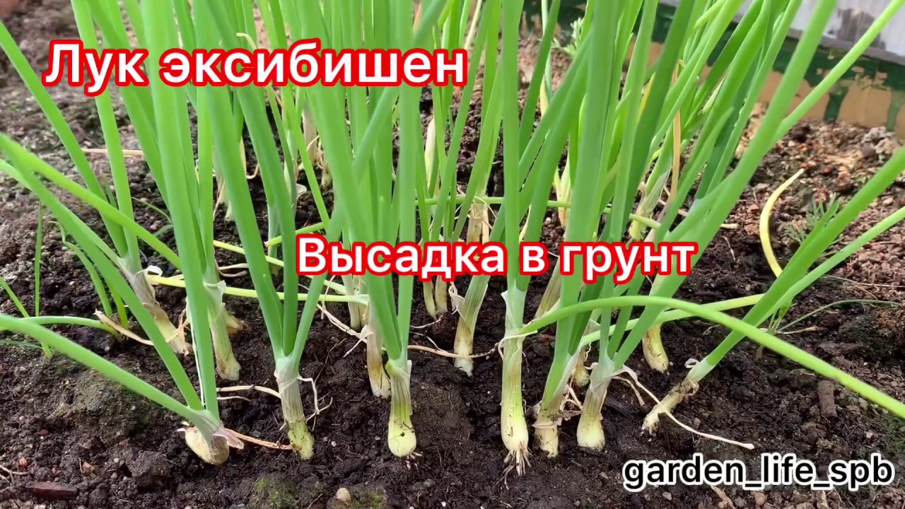 Высадка эксибишен в грунт