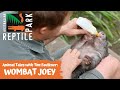 ANIMAL TALES WITH TIM | EPISODE NINE | WOMBAT JOEY