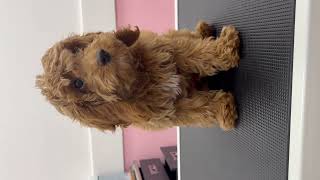 #puppytransformation
