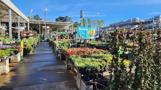 It's go time for the garden! Lowes early April 2024 plant inventory. Plants galore!