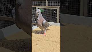 MILITARY ROGALA RACING HOMER PIGEON FARM THOOTHUKUDI TAMILNADU 🇮🇳🇮🇳