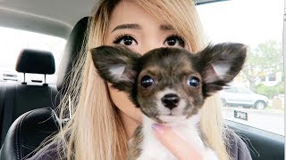 PICKING UP MY PUPPY!!!