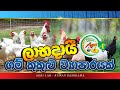 ගම් කුකුළු පාලනය /POULTRY MANAGEMENT -Agri Lab - Agriculture -Sinhala Ruwan Dehigama