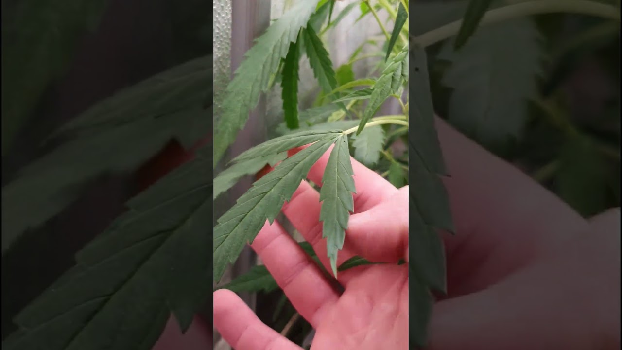 Cannabis-Blätter mit nur 1–3 Fingern? Was ist hier los?!