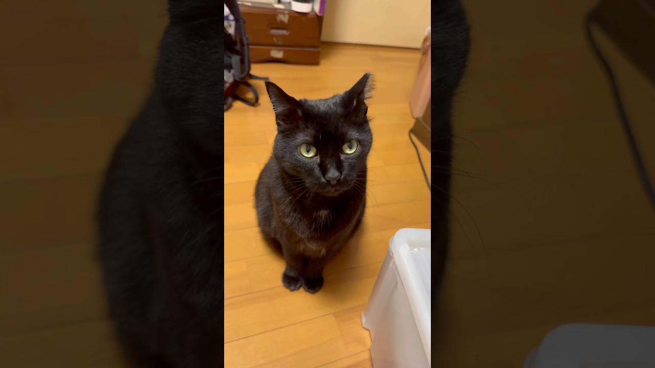 夜のしんちゃん #blackcat #黒猫