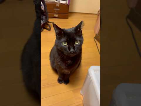 夜のしんちゃん #blackcat #黒猫