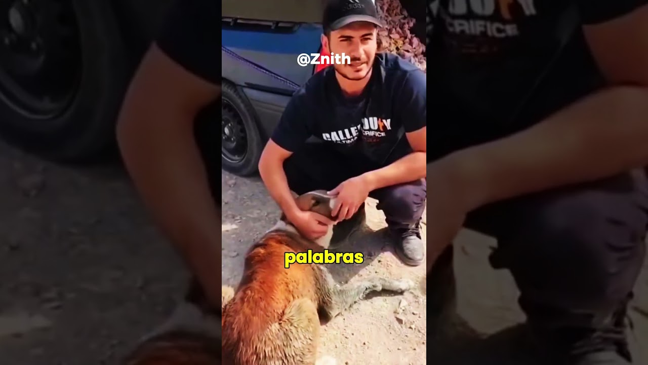 Este Hombre Alimento A Un Perro Hambriento