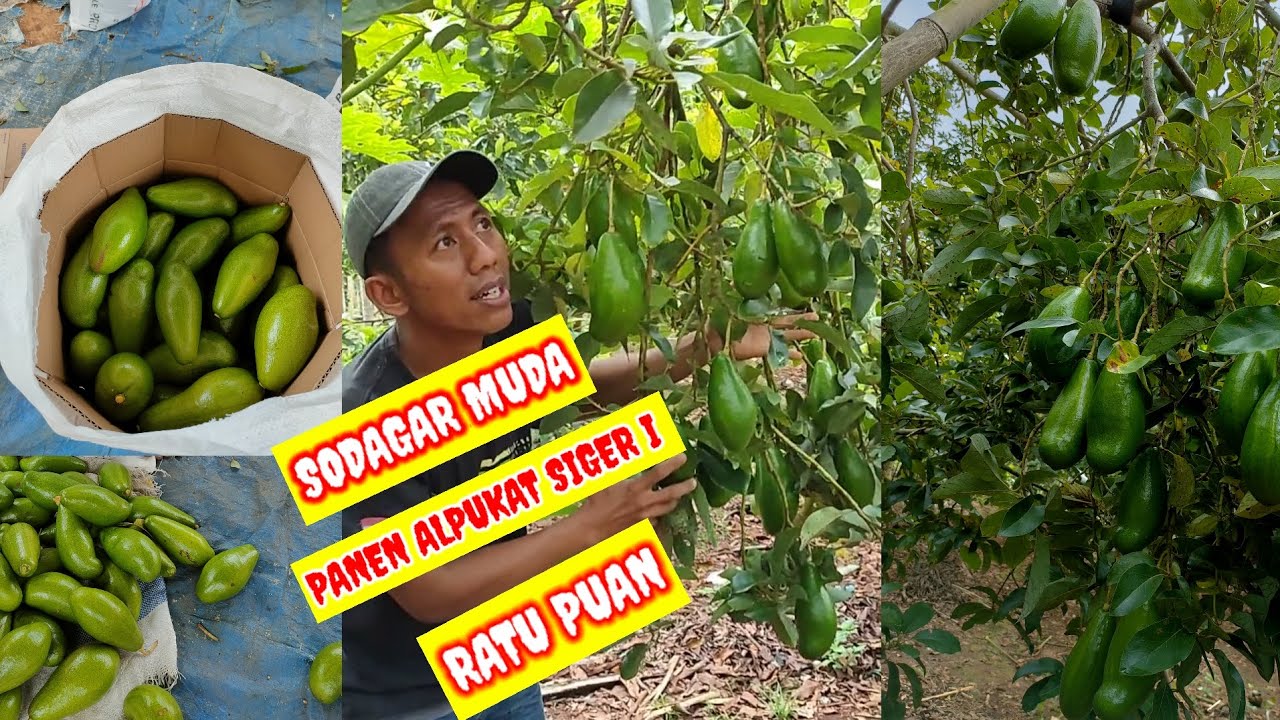 SODAGAR MUDA PANEN ALPUKAT SIGER I RATU PUAN BPK GEDE