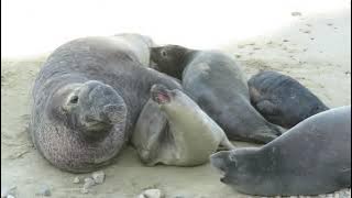 Male elephant seal trying to mate with female (and a pup almost getting squished)