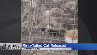 A Ring-Tailed Cat Was Released Back Into The Wild After Being Found In A Jefferson County Home Barky The Ringtail Cat Release From Jail