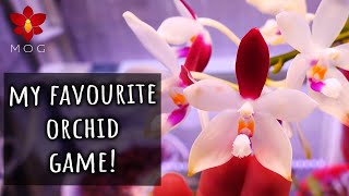 Can you play games with Orchids? 🤔 YES! screenshot 5