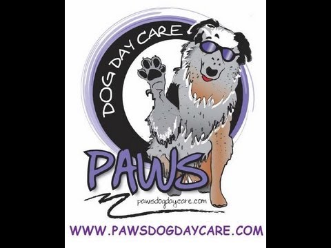 How To Start A Dog Daycare (Einkommen durch Dog Boarding)