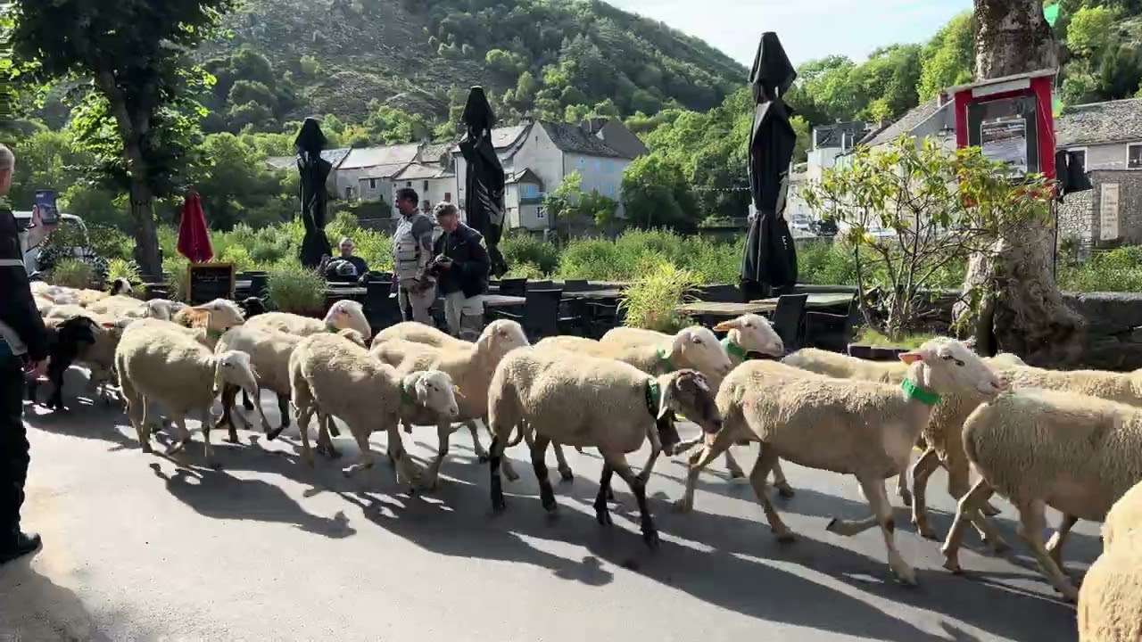 Transhumance d'automne …