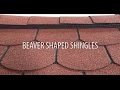 Installing beaver shaped roof shingles