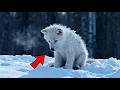 ПЕРВАЯ ЗИМА БЕЗ МАТЕРИНСКОГО ТЕПЛА ИСТОРИЯ БЕЛОГО ВОЛКА ЧЬЕ ДЕТСТВО ЗАКОНЧИЛОСЬ С ПЕРВЫМ СНЕГОМ