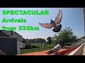 Spectacular arrivals winning 1st and 2nd against 25938 pigeons