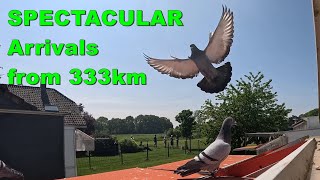 SPECTACULAR Arrivals Winning 1st and 2nd Against 25,938 pigeons